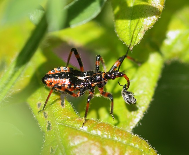 Rhynocoris sp?